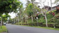POHON PERINDANG-2