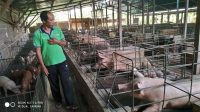 BABI BANGLI