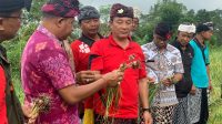 KARANGASEM BAWANG PUTIH