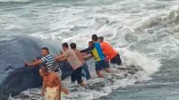 PAUS PANTAI LEPANG