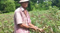 PETANI KAPAS