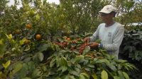 PETANI KOPI