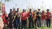 Panen raya sorgum di wilayah Desa Kubutambahan