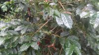 KOMODITAS kopi asal Bangli, khususnya Kintamani, jadi produk unggulan yang pemasarannya merambah tingkat regional, nasional bahkan sudah internasional. Foto: ist KOMODITAS kopi asal Bangli, khususnya Kintamani, jadi produk unggulan yang pemasarannya merambah tingkat regional, nasional bahkan sudah internasional. Foto: ist