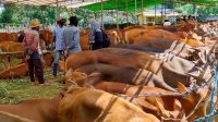 SAPI milik salah satu peternak di Kabupaten Lombok Tengah. Foto: ist SAPI milik salah satu peternak di Kabupaten Lombok Tengah. Foto: ist