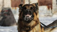 KASUS anjing positif rabies di Karangasem menempati urutan pertama dari sembilan kabupaten/kota di Bali. Foto: ilustrasi KASUS anjing positif rabies di Karangasem menempati urutan pertama dari sembilan kabupaten/kota di Bali. Foto: ilustrasi