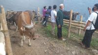 PETUGAS dari Dinas Pertanian melakukan pemeriksaan kesehatan hewan kurban sebelum dipotong. Foto: ist PETUGAS dari Dinas Pertanian melakukan pemeriksaan kesehatan hewan kurban sebelum dipotong. Foto: ist
