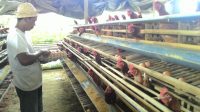 PETERNAK ayam petelur di Bangli saat ini lumayan semringah. Harga telur ayam meroket merambat naik sejak dua pekan lalu, dengan kenaikan berkisar Rp4.000 per tray. Foto: ist PETERNAK ayam petelur di Bangli saat ini lumayan semringah. Harga telur ayam meroket merambat naik sejak dua pekan lalu, dengan kenaikan berkisar Rp4.000 per tray. Foto: ist