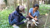 PETUGAS dari Bidang Peternakan dan Kesehatan Hewan Dinas Pertanian Kabupaten Buleleng sedang menyuntik vaksin anti rabies kepada hewan piaraan milik warga. Saat ini puluhan desa di Buleleng masuk zona merah rabies. Foto: ist PETUGAS dari Bidang Peternakan dan Kesehatan Hewan Dinas Pertanian Kabupaten Buleleng sedang menyuntik vaksin anti rabies kepada hewan piaraan milik warga. Saat ini puluhan desa di Buleleng masuk zona merah rabies. Foto: ist