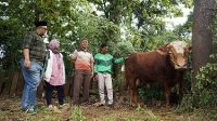 PERWAKILAN Mitra Pengemudi, Suyanto, dan manajemen Grab Indonesia yang diwakili oleh Reka Gayantika (Head Supply Management Jabodetabek) dan Fini Margarina (Heads of People Operations) menyerahkan sapi kurban jenis limosin seberat 1 ton kepada panitia Iduladha Masjid Jami Al Munawwarah. Foto: ist
