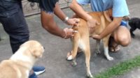 minimalisir-kasus-rabies-pemkab-karangasem-gencarkan-vaksinasi-anjing-1