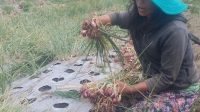 PETANI di wilayah Abangbatudingding, Kintamani, saat memanen bawang merah. Foto: ist PETANI di wilayah Abangbatudingding, Kintamani, saat memanen bawang merah. Foto: ist