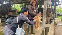 VAKSINASI rabies di Buleleng. Hingga pertengahan Agustus 2023 masih ada 37 desa adat di Buleleng yang belum memiliki perarem rabies. Foto: ist VAKSINASI rabies di Buleleng. Hingga pertengahan Agustus 2023 masih ada 37 desa adat di Buleleng yang belum memiliki perarem rabies. Foto: ist