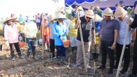 BUPATI Jembrana, I Nengah Tamba, melaksanakan penanaman perdana benih jagung Hibrida, di Banjar Peh, Desa Kaliakah, Kecamatan Negara, Kabupaten Jembrana, Jumat (1/9/2023). Foto: ist BUPATI Jembrana, I Nengah Tamba, melaksanakan penanaman perdana benih jagung Hibrida, di Banjar Peh, Desa Kaliakah, Kecamatan Negara, Kabupaten Jembrana, Jumat (1/9/2023). Foto: ist