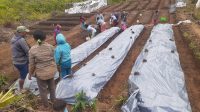 LAHAN pertanian yang terbengkalai yang sudah dibuka oleh PLN di Poco Leok untuk lebih produktif dan bermanfaat untuk masyarakat. Foto: ist LAHAN pertanian yang terbengkalai yang sudah dibuka oleh PLN di Poco Leok untuk lebih produktif dan bermanfaat untuk masyarakat. Foto: ist