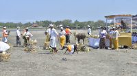 PELAKSANAAN upacara melabuh gentuh uncal balung di Pantai Taman Ujung Perancak, Desa Perancak, Kecamatan/Kabupaten Jembrana pada Selasa (26/9/2023). Foto: ist PELAKSANAAN upacara melabuh gentuh uncal balung di Pantai Taman Ujung Perancak, Desa Perancak, Kecamatan/Kabupaten Jembrana pada Selasa (26/9/2023). Foto: ist