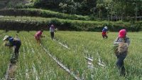 PUPUS harapan petani bawang di Kaldera Gunung Batur, Kecamatan Kintamani, Bangli untuk menikmati manisnya harga bawang. Harga saat ini di pasaran terjun bebas, dengan hanya berkisar Rp6.000 di tingkat petani. Foto: ist PUPUS harapan petani bawang di Kaldera Gunung Batur, Kecamatan Kintamani, Bangli untuk menikmati manisnya harga bawang. Harga saat ini di pasaran terjun bebas, dengan hanya berkisar Rp6.000 di tingkat petani. Foto: ist