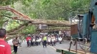 POHON tumbang di jalan yang membelah THK Tabanan menimbulkan arus lalin macet dan menimpa beberapa orang dan kendaraan, Rabu (13/9/2023). Foto: ist POHON tumbang di jalan yang membelah THK Tabanan menimbulkan arus lalin macet dan menimpa beberapa orang dan kendaraan, Rabu (13/9/2023). Foto: ist