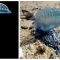 UBUR-ubur Bluebottle yang diketahui beracun. Foto: ist