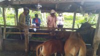 PETUGAS Dinas Pertanian, Ketahanan Pangan dan Perikanan (PKP) Bangli melakukan penyisiran untuk vaksinasi ternak sapi. Sejak gencar vaksinasi, kasus penyakit penyakit mulut dan kuku mulai mereda di Bangli. Foto: ist PETUGAS Dinas Pertanian, Ketahanan Pangan dan Perikanan (PKP) Bangli melakukan penyisiran untuk vaksinasi ternak sapi. Sejak gencar vaksinasi, kasus penyakit penyakit mulut dan kuku mulai mereda di Bangli. Foto: ist