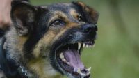 ILUSTRASI. Kasus gigitan anjing rabies di Karangasem terus mengganas. Kasus terparah pada tahun ini terjadi pada bulan September, mencapai 12 s.d. 14 kasus gigitan hewan penular rabies, yang datanya masuk ke Dinas Kesehatan Karangasem. Foto: ist ILUSTRASI. Kasus gigitan anjing rabies di Karangasem terus mengganas. Kasus terparah pada tahun ini terjadi pada bulan September, mencapai 12 s.d. 14 kasus gigitan hewan penular rabies, yang datanya masuk ke Dinas Kesehatan Karangasem. Foto: ist