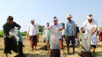 KETUA DPRD Klungkung, Anak Agung Gde Anom, bersama Bupati Suwirta menebar pupuk organik di areal persawahan. Foto: ist KETUA DPRD Klungkung, Anak Agung Gde Anom, bersama Bupati Suwirta menebar pupuk organik di areal persawahan. Foto: ist