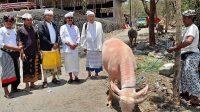PT Deepa Aksata Kintamani (Gema Merdeka Group & Adiwana Hotels) yang dipimpin dr. I Gusti Ngurah Oka; Ir. Made Kusuma Diputra dan Indrawana Widjaja, pada Wrespati Umanis, Kamis (12/10/2023) ngaturang wewalungan seekor kerbau anggrek bulan di Pura Segara Danu Batur, Kintamani, Bangli. Foto: ist PT Deepa Aksata Kintamani (Gema Merdeka Group & Adiwana Hotels) yang dipimpin dr. I Gusti Ngurah Oka; Ir. Made Kusuma Diputra dan Indrawana Widjaja, pada Wrespati Umanis, Kamis (12/10/2023) ngaturang wewalungan seekor kerbau anggrek bulan di Pura Segara Danu Batur, Kintamani, Bangli. Foto: ist