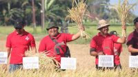 PEMKAB Tabanan menggelar kegiatan panen padi organik perdana varietas ‘mentik susu’, di Subak Bengkel, Desa Bengkel, Kecamatan Kediri, Jumat (6/10/2023). Foto: ist PEMKAB Tabanan menggelar kegiatan panen padi organik perdana varietas ‘mentik susu’, di Subak Bengkel, Desa Bengkel, Kecamatan Kediri, Jumat (6/10/2023). Foto: ist