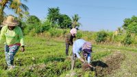 AKIBAT kekeringan yang terjadi, para petani di Desa Petandakan, Buleleng beralih menanam bunga. Foto: ist AKIBAT kekeringan yang terjadi, para petani di Desa Petandakan, Buleleng beralih menanam bunga. Foto: ist