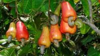 ILUSTRASI. Petani jambu mete dan mangga di Desa Ban, Kecamatan Kubu, Karangasem mengeluh. Hasil produksi yang mereka peroleh menurun drastis akibat dampak musim kemarau panjang sekarang ini. Foto: ist ILUSTRASI. Petani jambu mete dan mangga di Desa Ban, Kecamatan Kubu, Karangasem mengeluh. Hasil produksi yang mereka peroleh menurun drastis akibat dampak musim kemarau panjang sekarang ini. Foto: ist