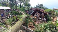HUJAN yang mengguyur wilayah Kabupaten Bangli sejak Minggu malam mengakibatkan pohon beringin berusia ratusan tahun tumbang dan menimpa rumah warga, Senin (4/12/2023) dini hari. Musibah terjadi di areal Pura Peneduh, Desa Adat Serokadan Kaja, Desa Abuan, Kecamatan Susut, yang menimpa rumah Sang Nyoman Ngurah. Foto: ist HUJAN yang mengguyur wilayah Kabupaten Bangli sejak Minggu malam mengakibatkan pohon beringin berusia ratusan tahun tumbang dan menimpa rumah warga, Senin (4/12/2023) dini hari. Musibah terjadi di areal Pura Peneduh, Desa Adat Serokadan Kaja, Desa Abuan, Kecamatan Susut, yang menimpa rumah Sang Nyoman Ngurah. Foto: ist