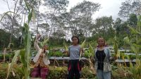 PETANI di sekitar PLTP Ulumbu unit 5-6 di Poco Leok, Kabupaten Manggarai, Provinsi NTT, mulai melakukan panen pembudidayaan tanaman mereka. Foto: ist PETANI di sekitar PLTP Ulumbu unit 5-6 di Poco Leok, Kabupaten Manggarai, Provinsi NTT, mulai melakukan panen pembudidayaan tanaman mereka. Foto: ist