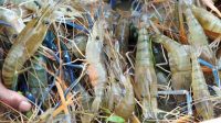 IMG-20240318-WA0047