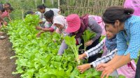 KEBUN produksi sayuran yang dikembangkan PLN bersama masyarakat sekitar Sekitar Kawasan PLTP Ulumbu 5-6 Poco Leok. Foto: ist KEBUN produksi sayuran yang dikembangkan PLN bersama masyarakat sekitar Sekitar Kawasan PLTP Ulumbu 5-6 Poco Leok. Foto: ist