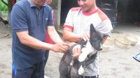 PETUGAS melakukan vaksinasi rabies terhadap hewan piaraan warga di Bangli. Kasus rabies masih jadi perhatian serius Dinas Pertanian, Ketahanan Pangan, dan Perikanan (PKP) Bangli. Data tahun 2023 menunjukkan, 43 desa dari 72 desa/kelurahan di Bangli masuk zona merah rabies. Foto: ist PETUGAS melakukan vaksinasi rabies terhadap hewan piaraan warga di Bangli. Kasus rabies masih jadi perhatian serius Dinas Pertanian, Ketahanan Pangan, dan Perikanan (PKP) Bangli. Data tahun 2023 menunjukkan, 43 desa dari 72 desa/kelurahan di Bangli masuk zona merah rabies. Foto: ist