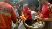 PETUGAS saat mengevakuasi ular piton yang ditemukan di warung Gede Semadi di Banjar Dinas Batumadeg, Desa Tista, Kecamatan Abang, Karangasem, Kamis (14/3/2024). Foto: ist PETUGAS saat mengevakuasi ular piton yang ditemukan di warung Gede Semadi di Banjar Dinas Batumadeg, Desa Tista, Kecamatan Abang, Karangasem, Kamis (14/3/2024). Foto: ist