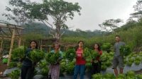 WARGA Poco Leok melaksanakan panen perdana program holtikultura. Foto: ist WARGA Poco Leok melaksanakan panen perdana program holtikultura. Foto: ist