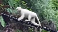 TANGKAPAN layar sosok monyet putih muncul di sekitar Pura Pasar Agung Besakih Giri Tohlangkir, Desa Sebudi, Kecamatan Selat, Karangasem. Foto: ist TANGKAPAN layar sosok monyet putih muncul di sekitar Pura Pasar Agung Besakih Giri Tohlangkir, Desa Sebudi, Kecamatan Selat, Karangasem. Foto: ist