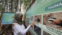 SALAH satu pengunjung tengah menikmati fasilits yang ada di kawasan Pengembangan Ekowisata Bale Mangrove di Kabupaten Lotim. Foto: ist SALAH satu pengunjung tengah menikmati fasilits yang ada di kawasan Pengembangan Ekowisata Bale Mangrove di Kabupaten Lotim. Foto: ist
