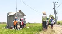 SALAH satu petani di Desa Sukorejo, Ponorogo, Jawa Timur mendengarkan penjelasan dari petugas PLN terkait penggunaan kWh meter untuk mengontrol penggunaan listrik pompa air persawahan. Melalui program Electrifying Agriculture diharapkan mampu meningkatkan produktivitas dan penghasilan petani secara signifikan. Foto: ist SALAH satu petani di Desa Sukorejo, Ponorogo, Jawa Timur mendengarkan penjelasan dari petugas PLN terkait penggunaan kWh meter untuk mengontrol penggunaan listrik pompa air persawahan. Melalui program Electrifying Agriculture diharapkan mampu meningkatkan produktivitas dan penghasilan petani secara signifikan. Foto: ist
