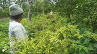 CUACA ekstrem di wilayah di Kabupaten Bangli mengakibatkan banyak tanaman gagal panen, salah satunya cabai. Dampaknya, harga cabai pun kian “pedas”. Foto: ist CUACA ekstrem di wilayah di Kabupaten Bangli mengakibatkan banyak tanaman gagal panen, salah satunya cabai. Dampaknya, harga cabai pun kian “pedas”. Foto: ist