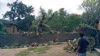 POHON asem berusia ratusan tahun di Desa Tenganan Pegringsingan, Kecamatan Manggis, Karangasem tumbang pada Selasa (11/2/2025) pagi. Foto: ist POHON asem berusia ratusan tahun di Desa Tenganan Pegringsingan, Kecamatan Manggis, Karangasem tumbang pada Selasa (11/2/2025) pagi. Foto: ist