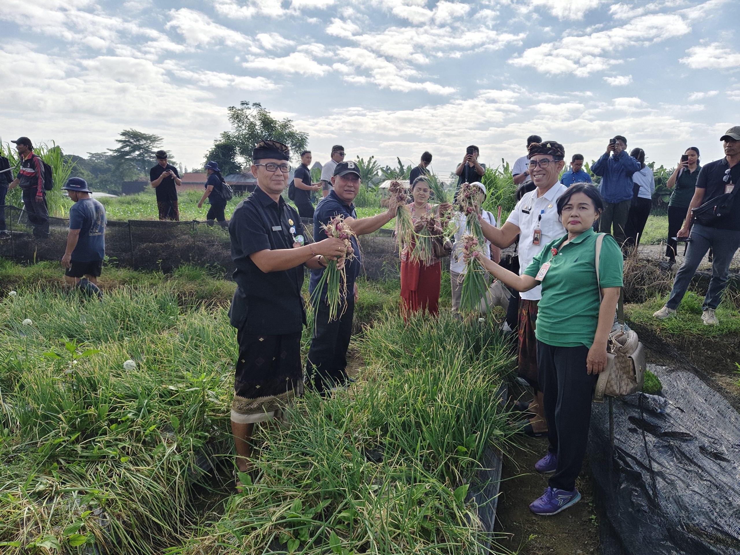 DINAS Pertanian bersama tim TPID yang terdiri dari unsur Bagian Ekonomi Setda Kota Denpasar, Dinas Perikanan dan Ketahanan Pangan, Dinas Komunikasi, Informatika dan Statistik, berserta Perusda turut hadir melaksanakan panen bawang merah di Subak Buaji Munduk Paksala, Kamis (7/8/2025). Foto: ist
