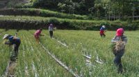 MENUNGGU sekian bulan, akhirnya harga bawang sejak sepekan ini cukup bagus di pasaran, dengan per kilogram bisa menembus Rp55.000 hingga Rp60.000. Kenaikan harga ini membuat petani bawang di Kaldera Gunung Batur seperti di Desa Songan dan sekitarnya semringah. Foto: ist MENUNGGU sekian bulan, akhirnya harga bawang sejak sepekan ini cukup bagus di pasaran, dengan per kilogram bisa menembus Rp55.000 hingga Rp60.000. Kenaikan harga ini membuat petani bawang di Kaldera Gunung Batur seperti di Desa Songan dan sekitarnya semringah. Foto: ist
