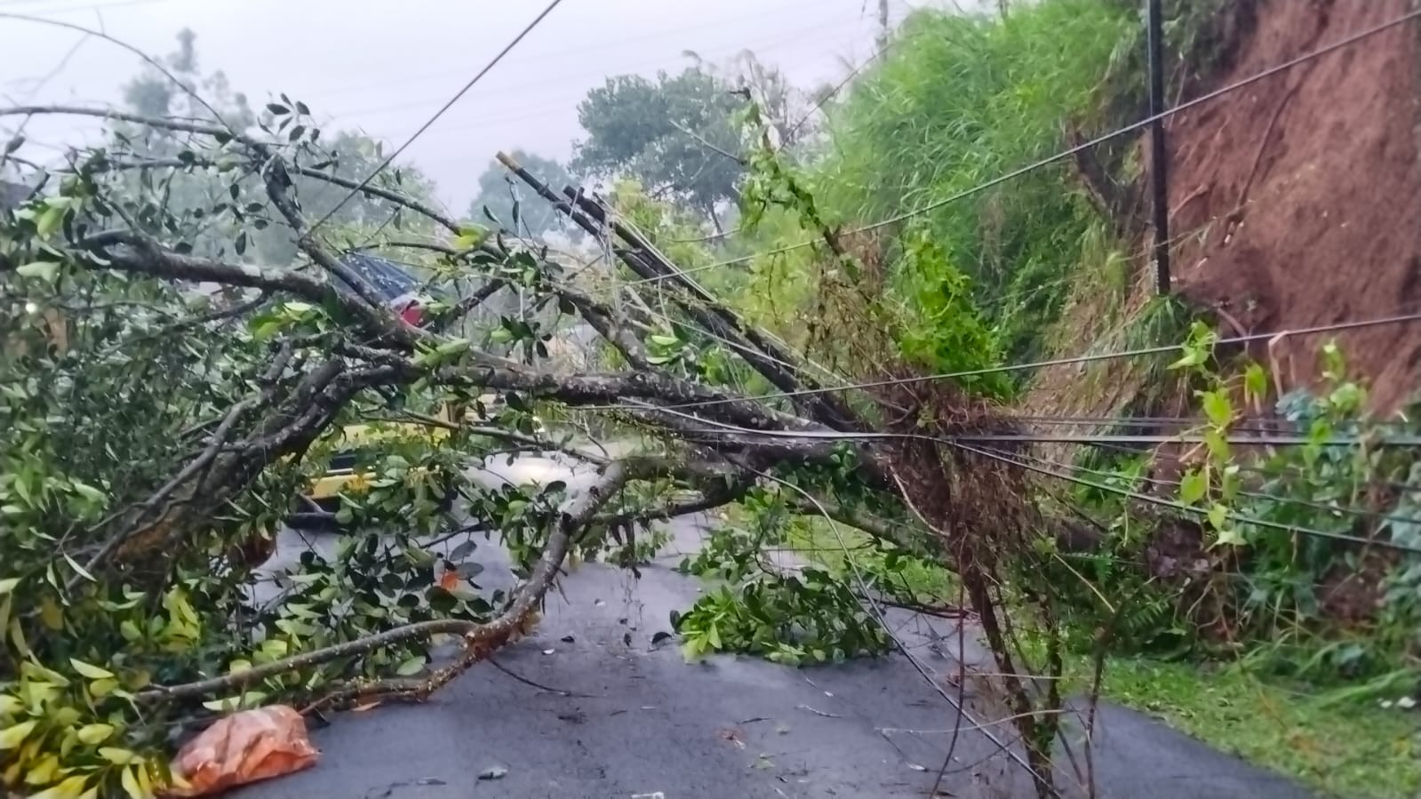 HUJAN deras akibat cuaca ekstrem mengakibatkan bencana alam berupa pohon tumbang dan tanah longsor kembali melanda Kabupaten Bangli. Foto: ist