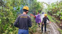 PEMANGKASAN pohon perindang yang dilakukan petugas BPBD Tabanan bersama tim, dalam upaya antisipasi cuaca ekstrem di Tabanan dan sekitarnya. Foto: ist PEMANGKASAN pohon perindang yang dilakukan petugas BPBD Tabanan bersama tim, dalam upaya antisipasi cuaca ekstrem di Tabanan dan sekitarnya. Foto: ist