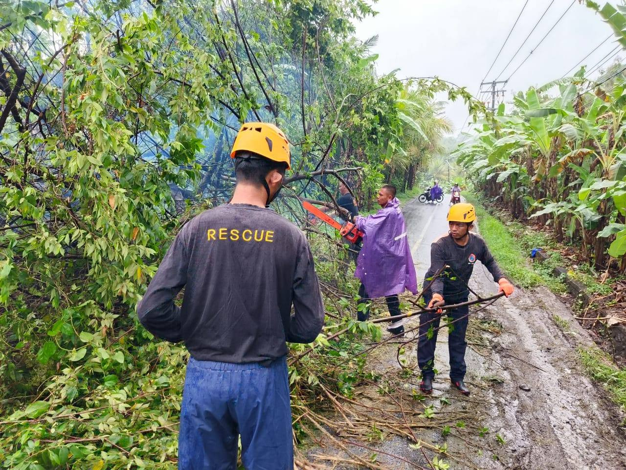PEMANGKASAN pohon perindang yang dilakukan petugas BPBD Tabanan bersama tim, dalam upaya antisipasi cuaca ekstrem di Tabanan dan sekitarnya. Foto: ist