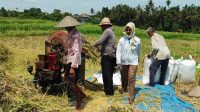 DI Tabanan, harga gabah di tingkat petani mengalami kenaikan signifikan, jauh di atas harga pembelian pemerintah. Foto: ist DI Tabanan, harga gabah di tingkat petani mengalami kenaikan signifikan, jauh di atas harga pembelian pemerintah. Foto: ist