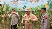 ANGGOTA Polda Bali melakukan panen raya jagung di Denpasar, Kamis (8/1/2026). Foto: ist ANGGOTA Polda Bali melakukan panen raya jagung di Denpasar, Kamis (8/1/2026). Foto: ist