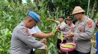 WAKAPOLRES Klungkung mengikuti panen jagung di Subak Tusan, Kecamatan Banjarangkan, Kamis (8/1/2026). Foto: ist WAKAPOLRES Klungkung mengikuti panen jagung di Subak Tusan, Kecamatan Banjarangkan, Kamis (8/1/2026). Foto: ist